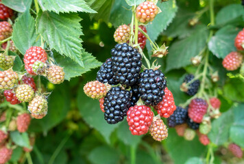 Berries Hybrid of blackberries and raspberries (black raspberries) in the garden. Natural background