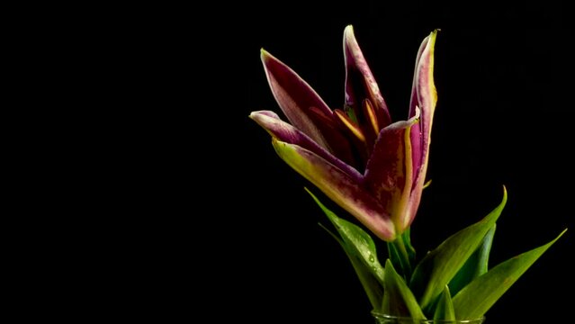 A beautiful 4k video Time-lapse of a tiger lily flower blooming and opening up. Taken in a studio on a black backdrop isolated with copy space 
