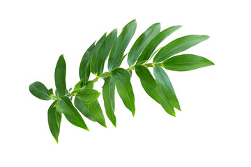 leaf plant isolated on transparent background