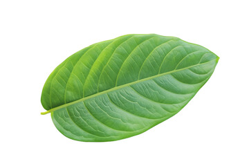 Obraz premium leaf plant isolated on transparent background