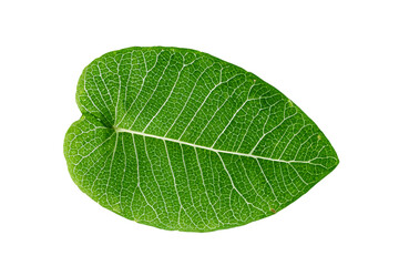 leaf plant isolated on transparent background