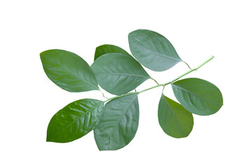 leaf plant isolated on transparent background