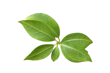 leaf plant isolated on transparent background