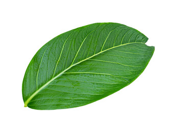leaf plant isolated on transparent background