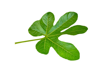 leaf plant isolated on transparent background