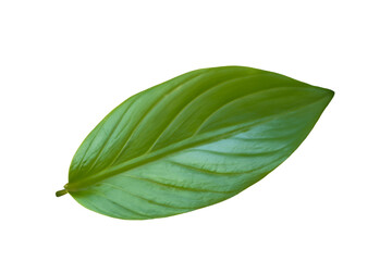 Obraz premium leaf plant isolated on transparent background