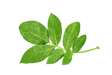 leaf plant isolated on transparent background