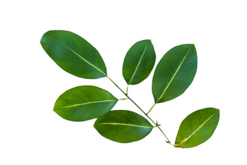 leaf plant isolated on transparent background