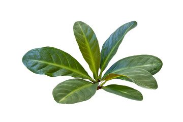 Obraz premium leaf plant isolated on transparent background