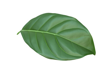Obraz premium leaf plant isolated on transparent background