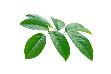 leaf plant isolated on transparent background