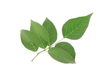 leaf plant isolated on transparent background