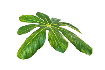 leaf plant isolated on transparent background
