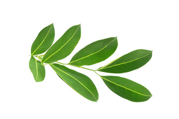 Fototapeta premium leaf plant isolated on transparent background