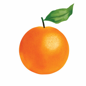hand drawn orange illustration image created digitally