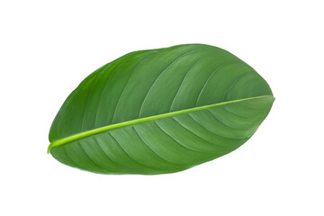 leaf plant isolated on transparent background