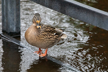 A close up of a female mallard duck as she stands in water on a foot bridge. - 704253789