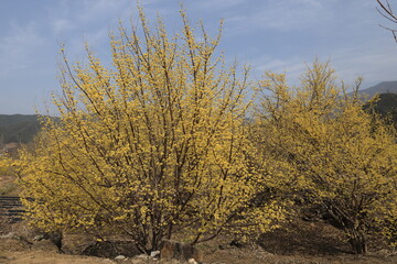 Sansuyu scenery in full bloom on a spring day