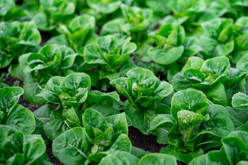 fresh organic green cos lettuce. salad vegetables growing.
