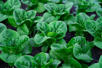 fresh organic green cos lettuce. salad vegetables growing. - obrazy, fototapety, plakaty