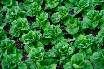 fresh organic lettuce in greenhouse lettuce plants ready to harvest hydroponic vegetable farm fresh green salad growing in the garden. - obrazy, fototapety, plakaty