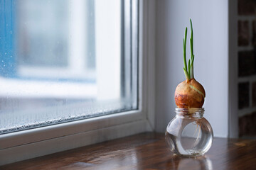 An orange onion with roots with sprouted young feathers of green onion leaves in a glass jar with...