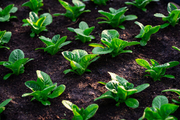 fresh lettuce in the vegetable garden fresh organic lettuce in greenhouse oak green salad in green farm oak green farm salad.
