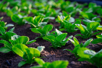 fresh lettuce in the vegetable garden fresh organic lettuce in greenhouse oak green salad in green farm oak green farm salad.