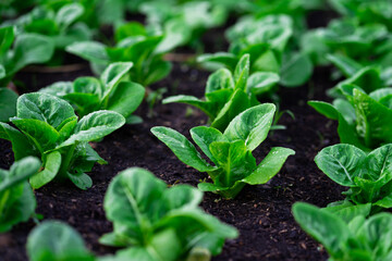 Greenhouse hydroponic vegetable farm fresh green salad growing in the garden. - obrazy, fototapety, plakaty