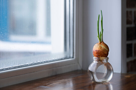 An orange onion with roots with sprouted young feathers of green onion leaves in a glass jar with water on a windowsill against the background of a window. Growing onions on a window in winter.
