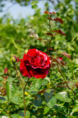 Obraz premium Decorative red rose and green leaves