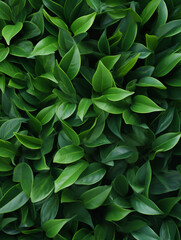 Fototapeta premium green leaves pattern background
