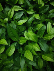 green leaves pattern background