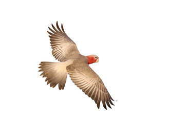 Beautiful of Galah Cockatoo flying isolated on transparent background png file