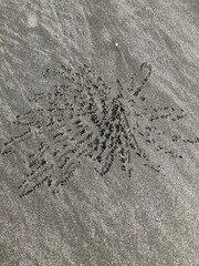 Sand bubbler crab at its hole and sand pellets around, macro photo. These small crabs feed by filtering sand through their mouthparts and leaving behind balls of sand