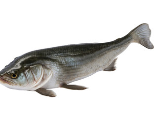 Fototapeta premium fish on white background