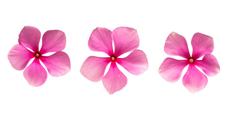 pink flower isolated on a transparent background.
