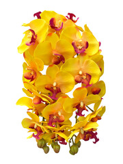 黄色い胡蝶蘭の花