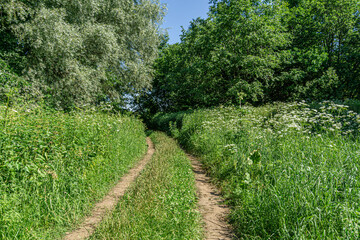 Dirty road through grass and trees