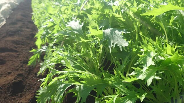 水菜、みずな、埼玉県入間郡三芳町藤久保産、畑