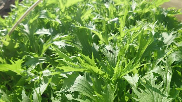 水菜、みずな、埼玉県入間郡三芳町藤久保産、畑