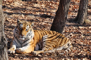 Naklejka na ściany i meble Amur tiger basking on fallen leaves under the warm autumn sun.