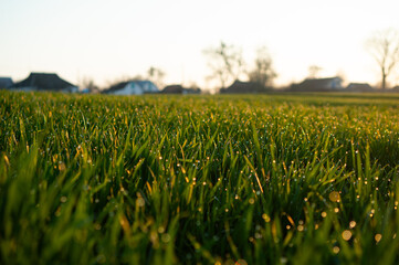 Fototapeta premium Green young wheat grass with dewdrops against the backdrop of a sunlit sunrise, adorned with sunbeams.