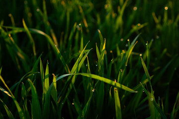 Green young wheat grass with dewdrops against the backdrop of a sunlit sunrise, adorned with sunbeams.