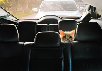 cute cat is a car passenger who sneaks into the back seat.