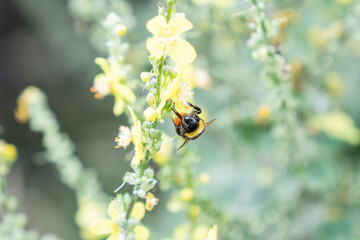 Bumble-bee gathers pollen from yellow flower