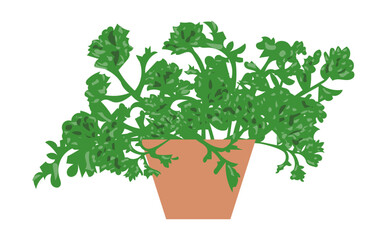 パセリの鉢植えのイラスト