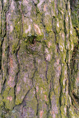 Pine tree bark texture