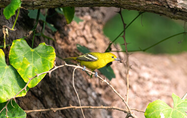 common iora with a spider catch