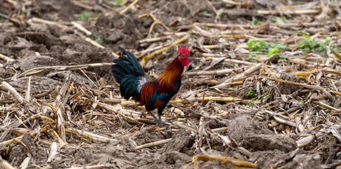 Cockerel and hens  